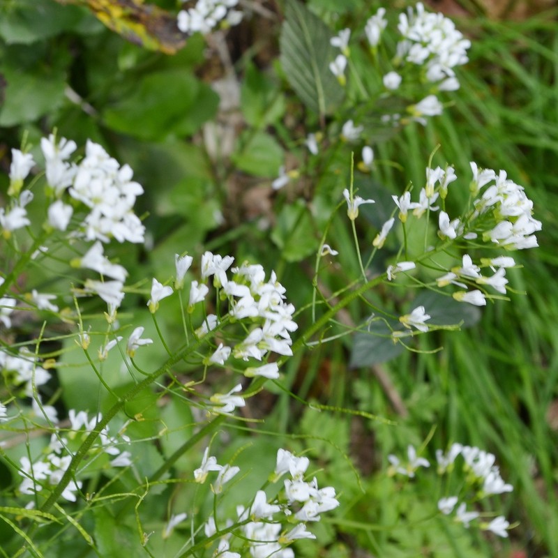 Arabis nordmanniana photo 4