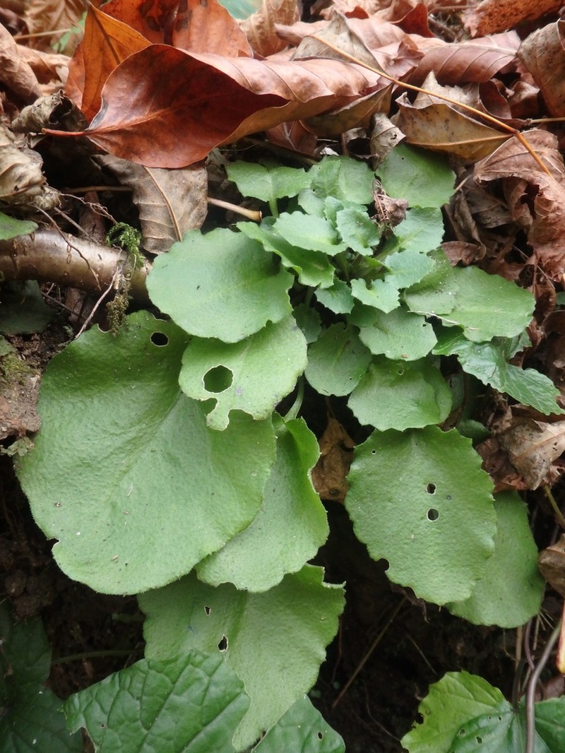 Arabis nordmanniana photo 5