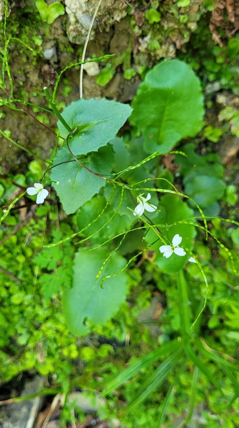 Arabis nordmanniana photo 6