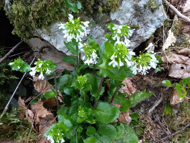 Arabis nordmanniana photo 7