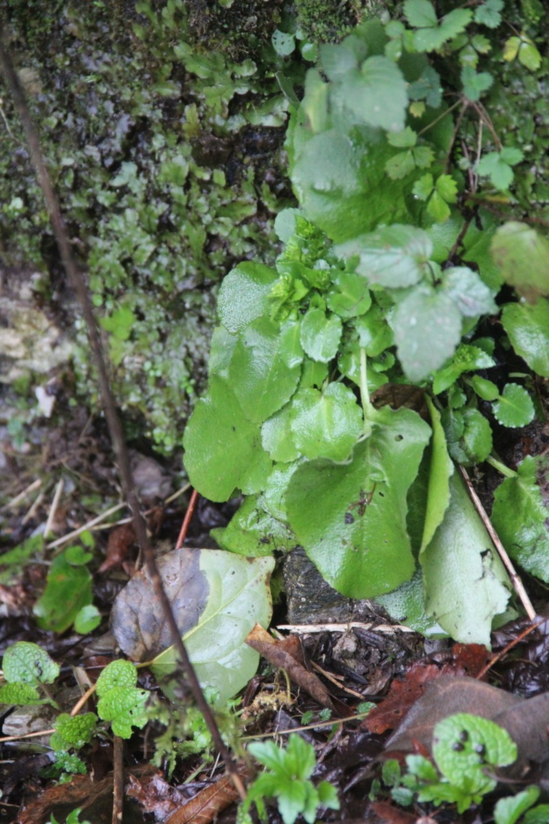 Arabis nordmanniana photo 8
