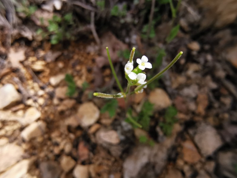 Arabis nova