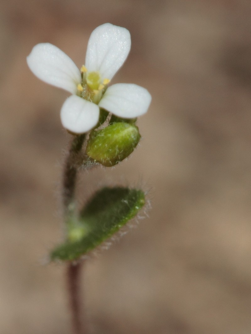 Arabis nova photo 2