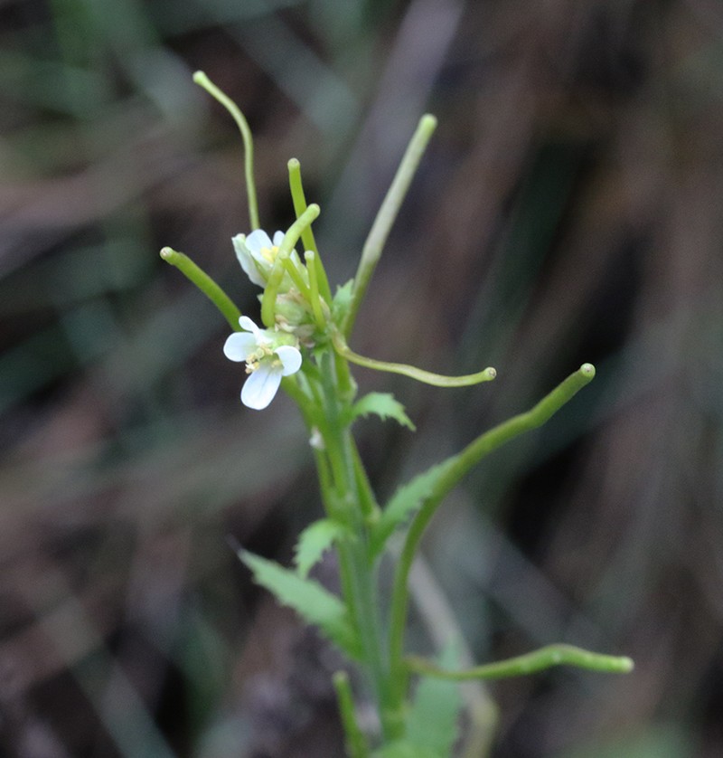 Arabis nova photo 3