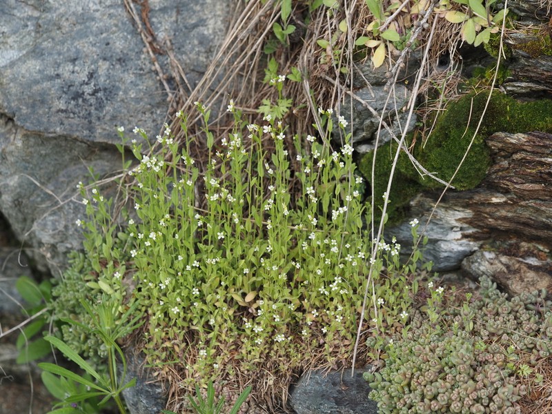 Arabis nova photo 4
