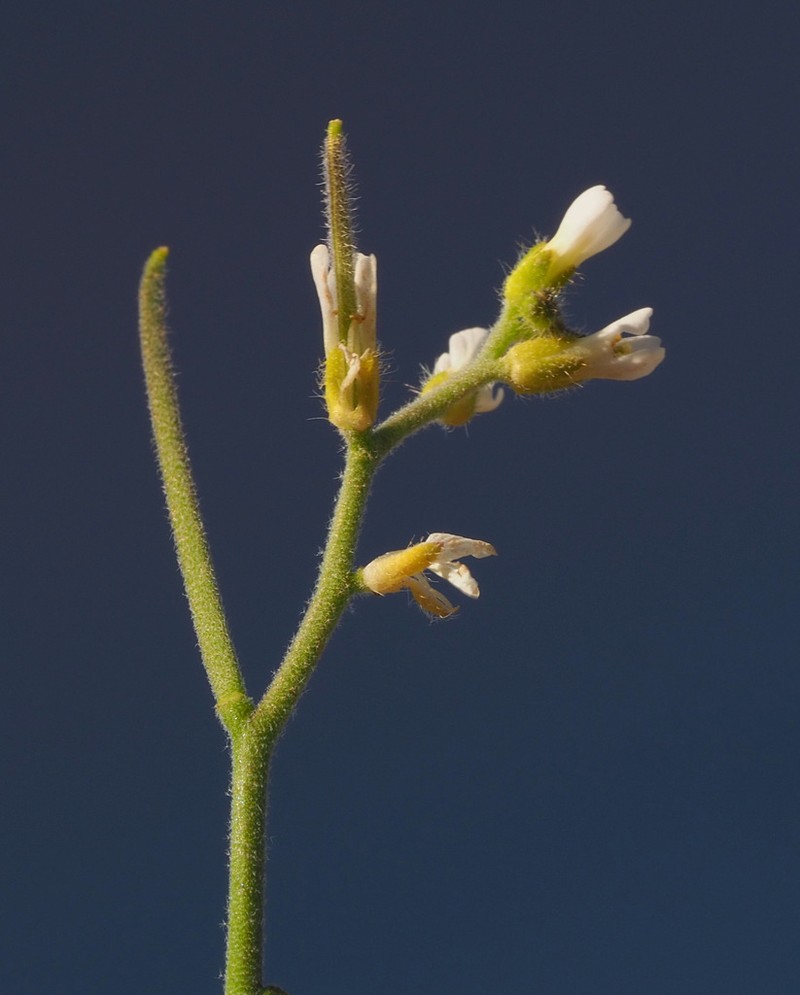 Arabis nova photo 5