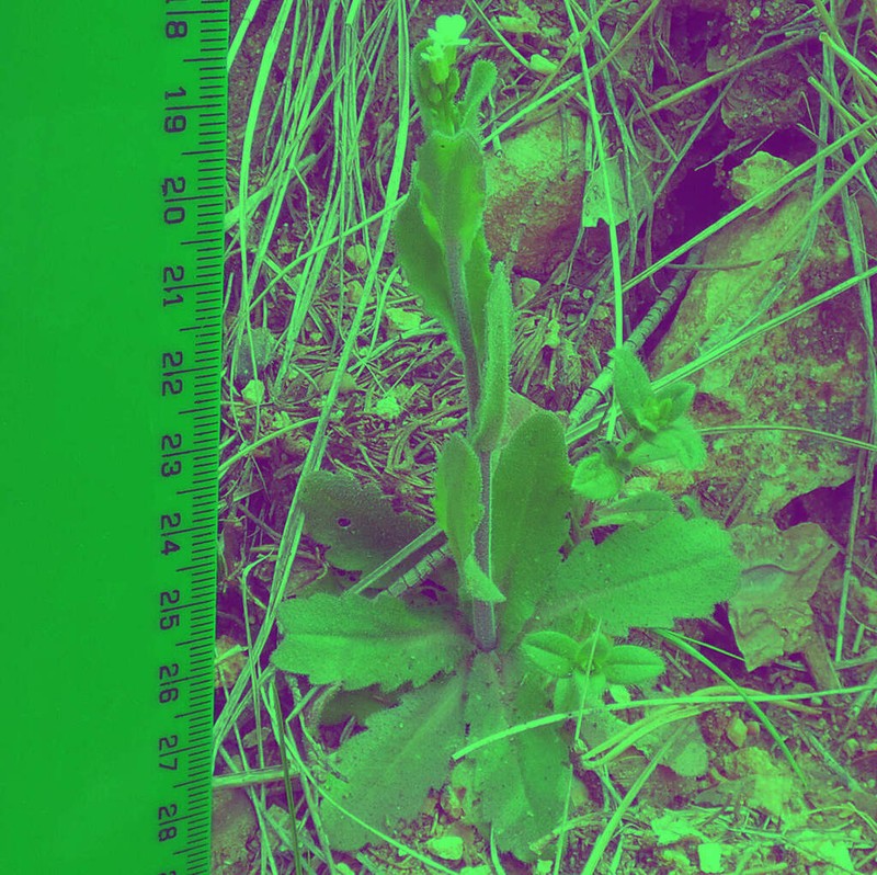 Arabis nova photo 6