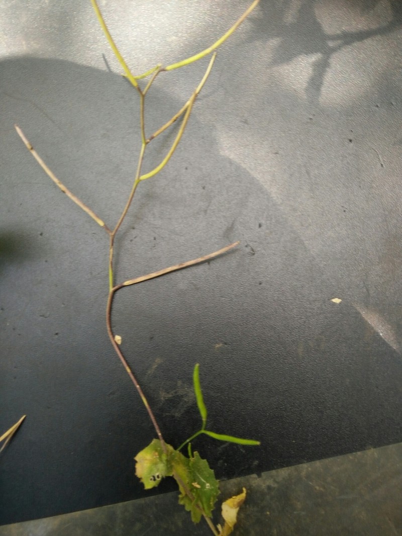 Arabis nova photo 7