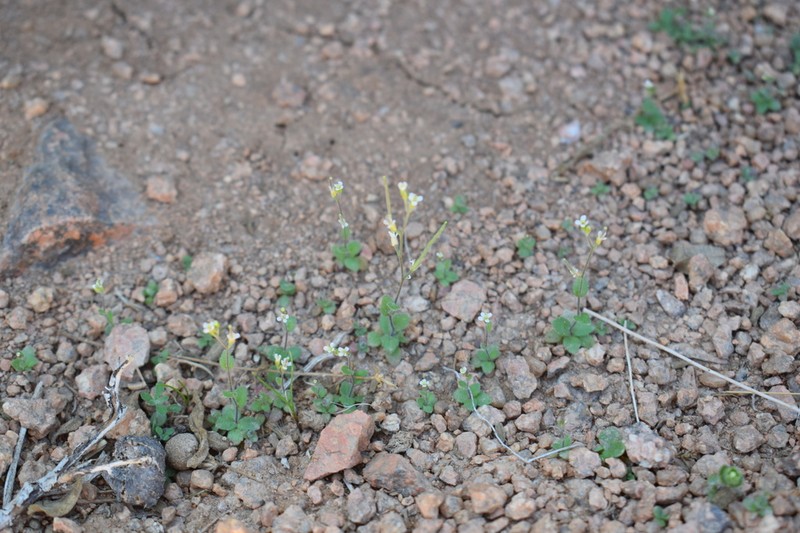 Arabis nova photo 8