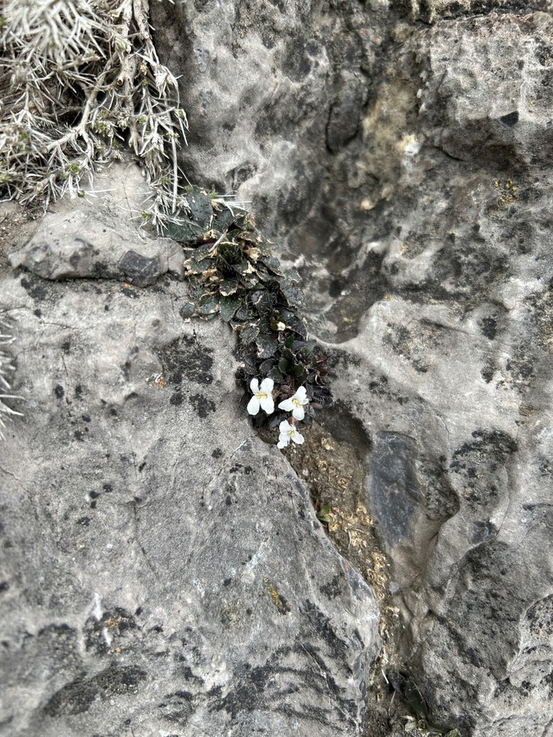 Nuttall's Rockcress