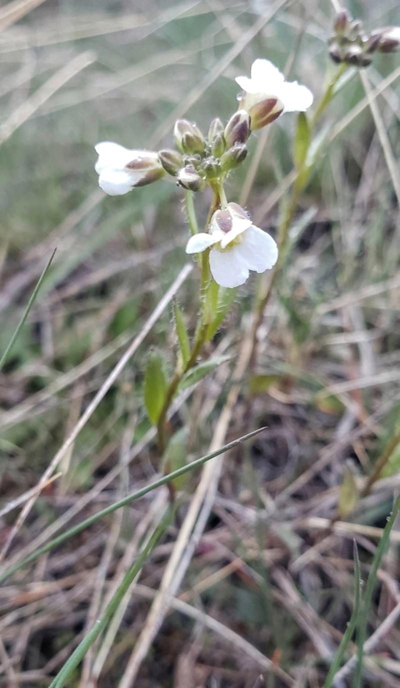 Nuttall's Rockcress photo 2