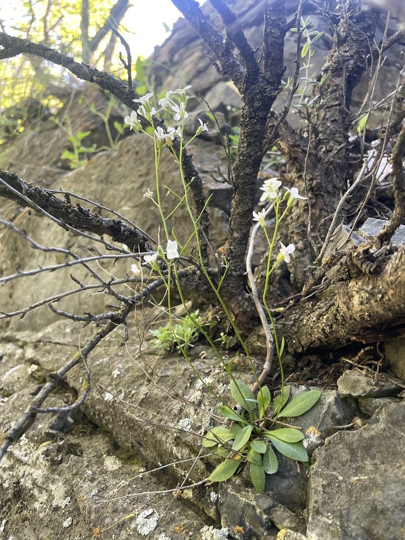 Nuttall's Rockcress photo 3