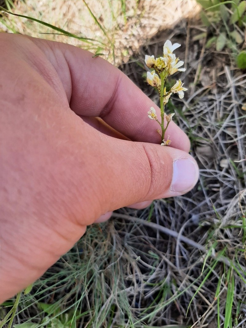 Nuttall's Rockcress photo 4