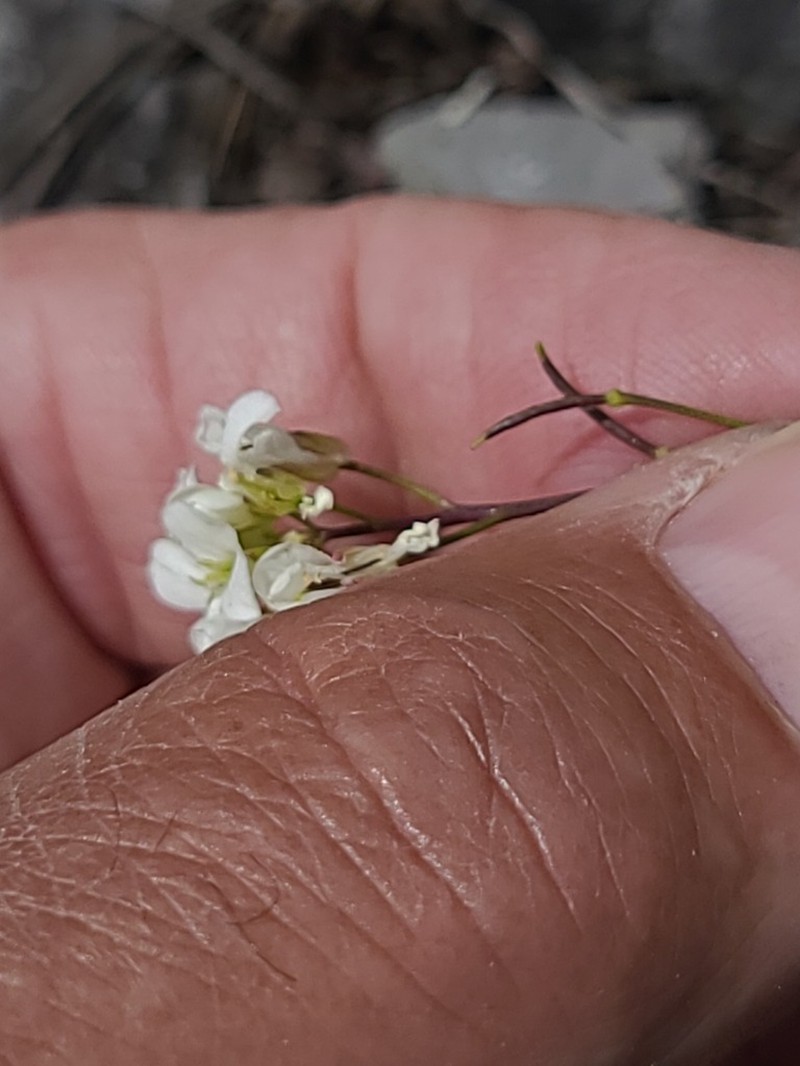 Nuttall's Rockcress photo 5