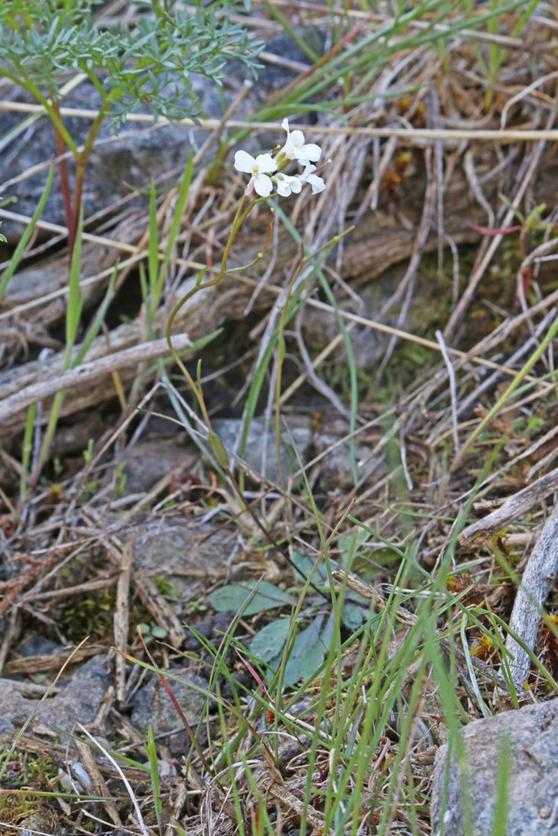 Nuttall's Rockcress photo 6