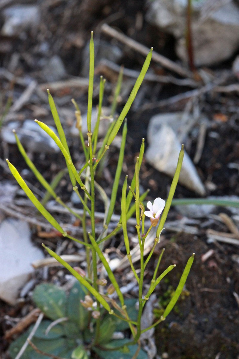 Nuttall's Rockcress photo 7