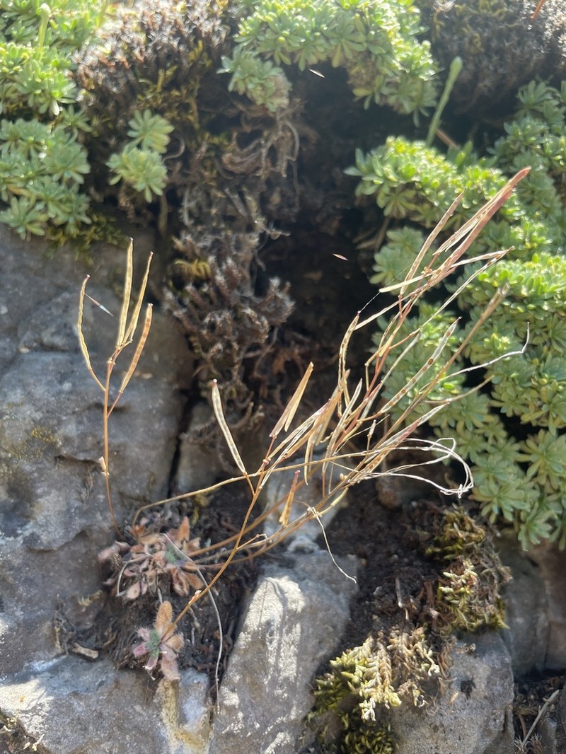 Nuttall's Rockcress photo 8