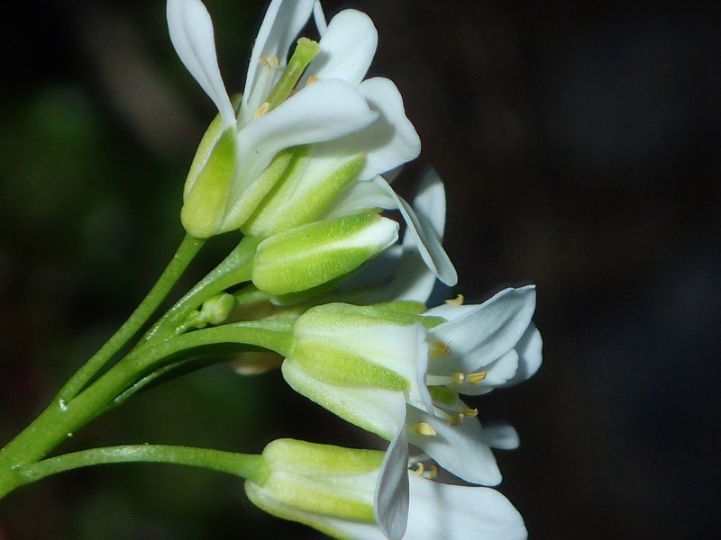 Arabis olympica photo 2