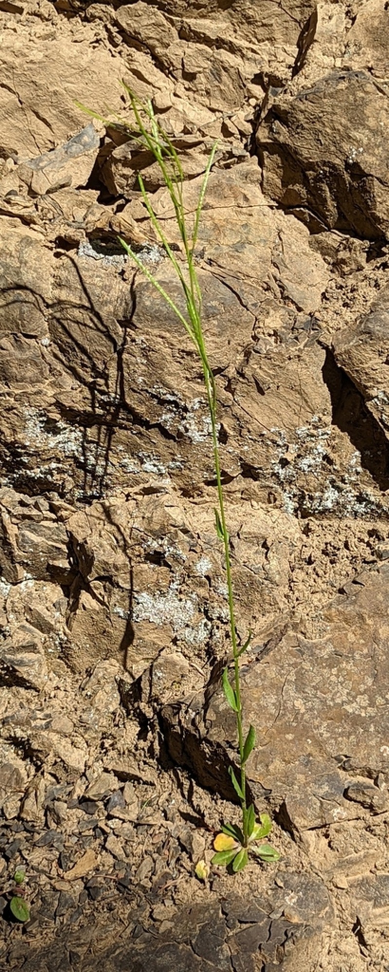Arabis olympica photo 3