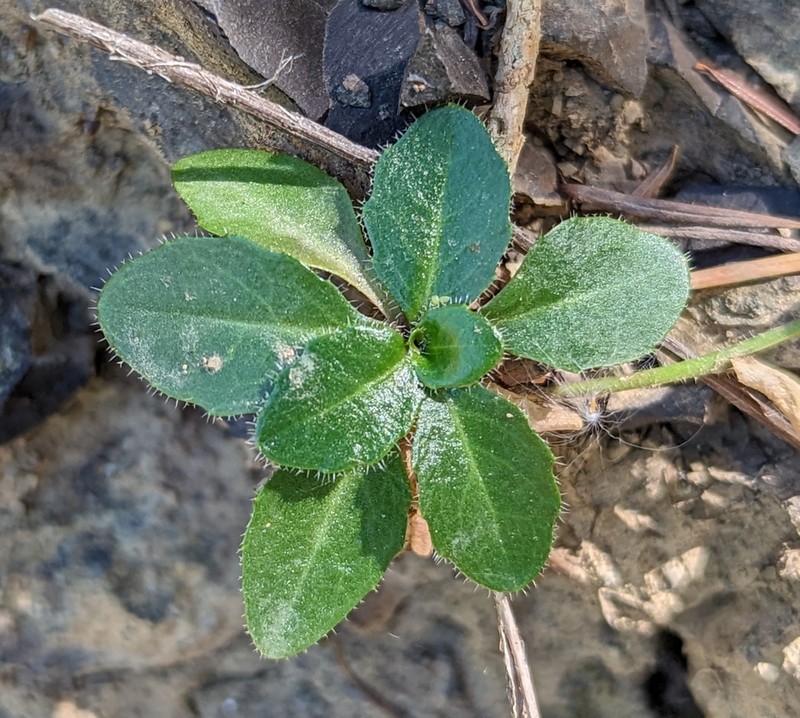 Arabis olympica photo 5