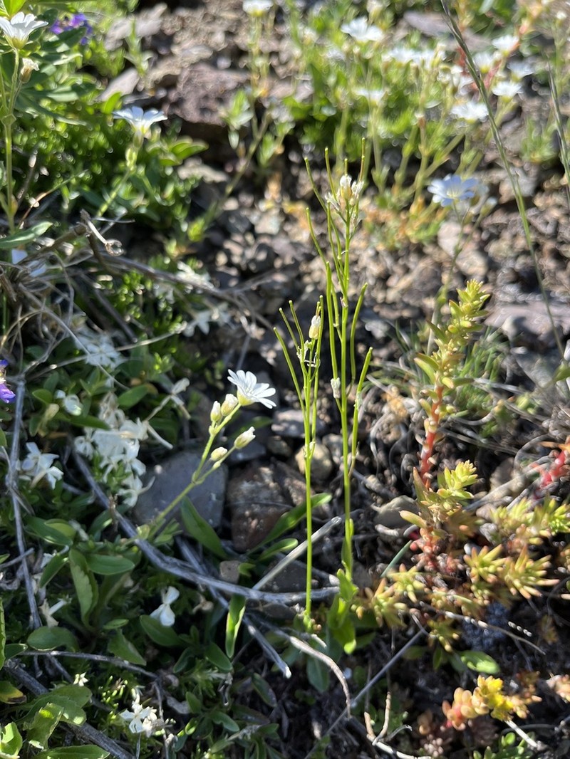 Arabis olympica photo 6