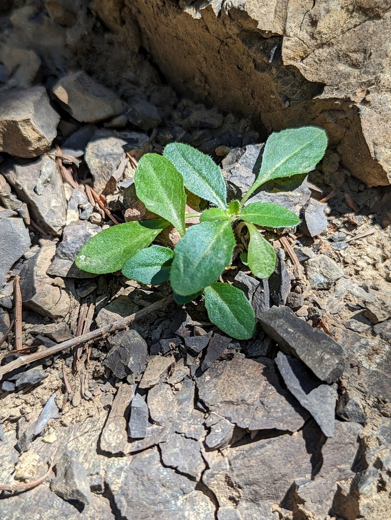 Arabis olympica photo 7