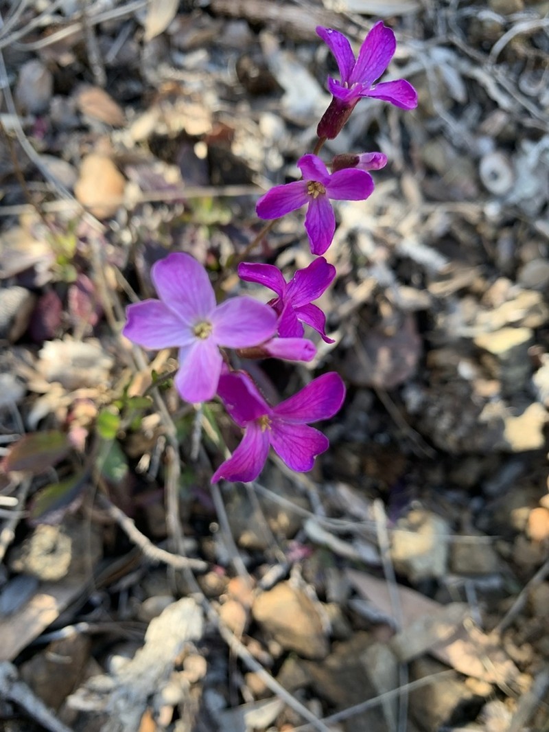Oregon Rockcress