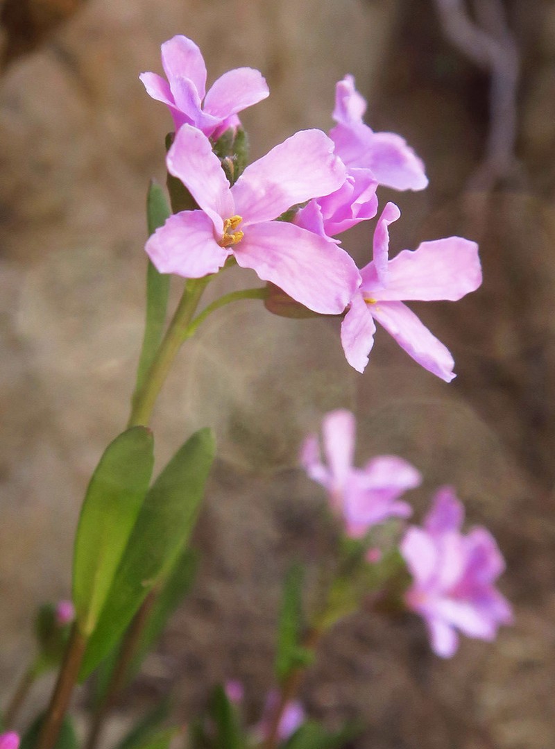 Oregon Rockcress photo 2