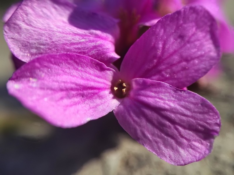 Oregon Rockcress photo 3