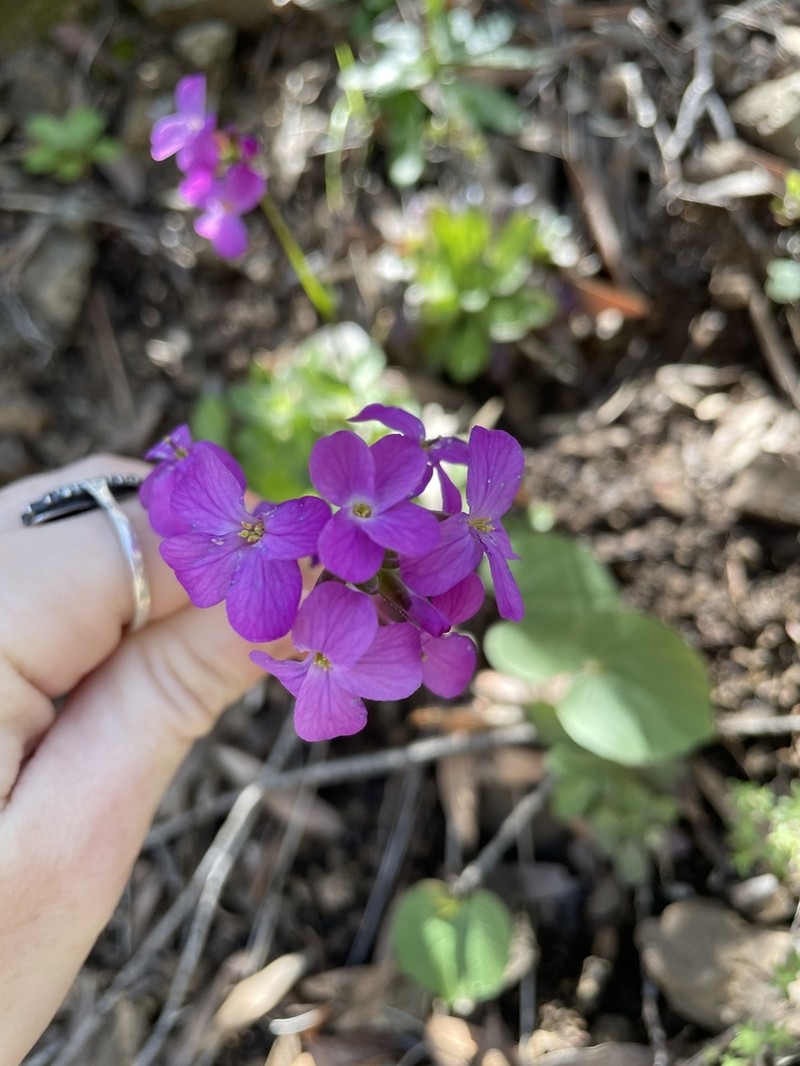 Oregon Rockcress photo 4