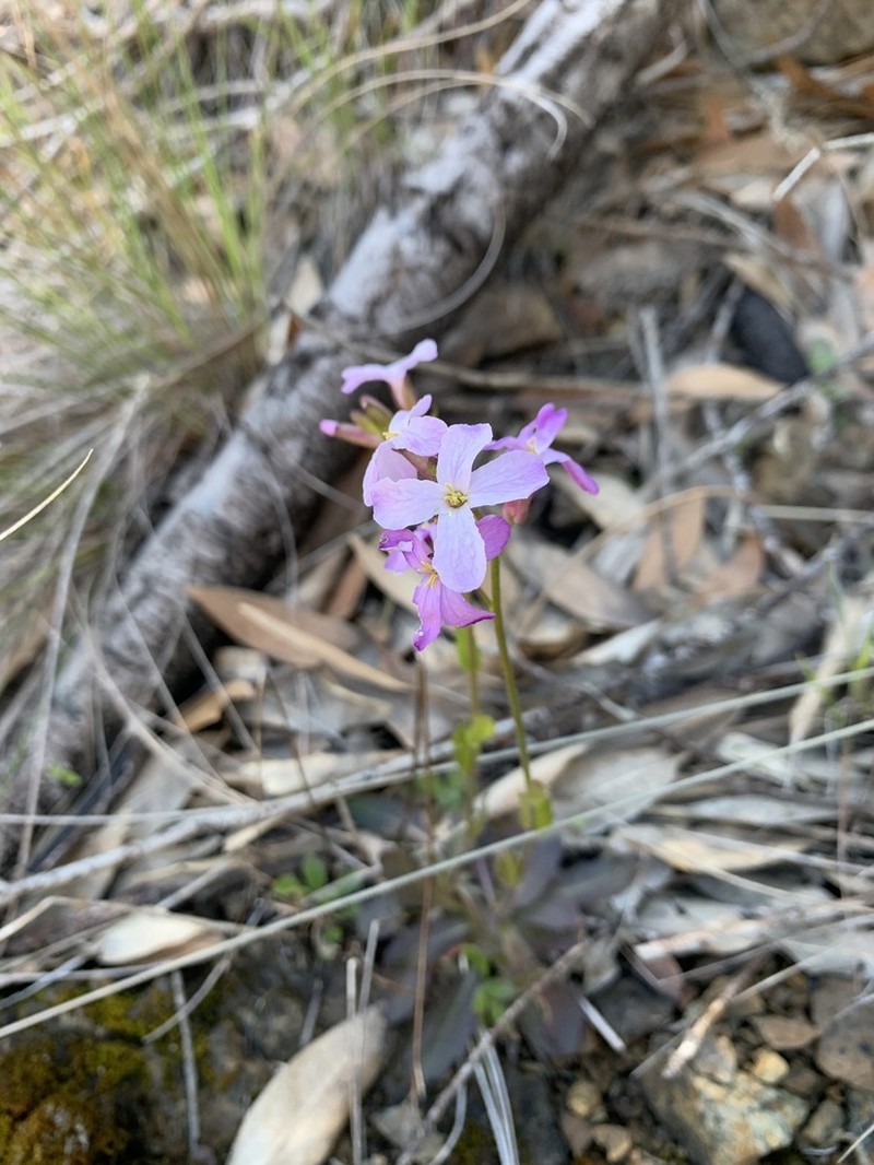 Oregon Rockcress photo 5
