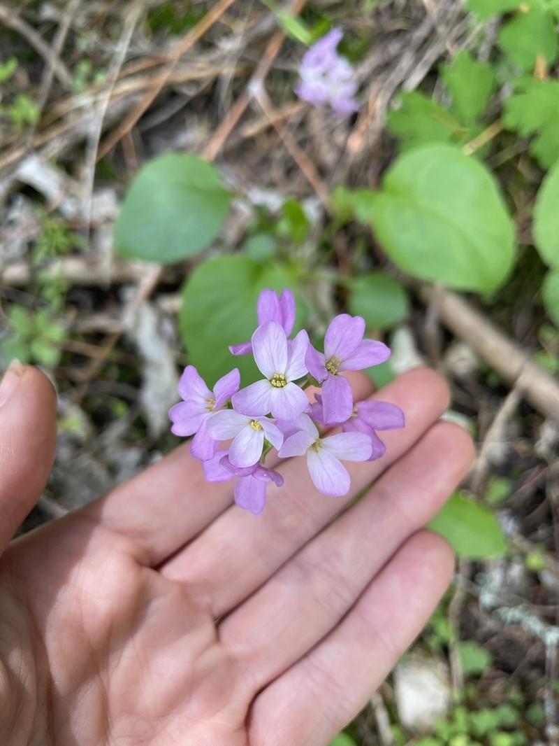 Oregon Rockcress photo 6