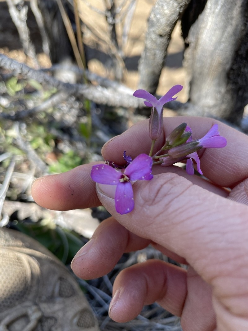 Oregon Rockcress photo 7