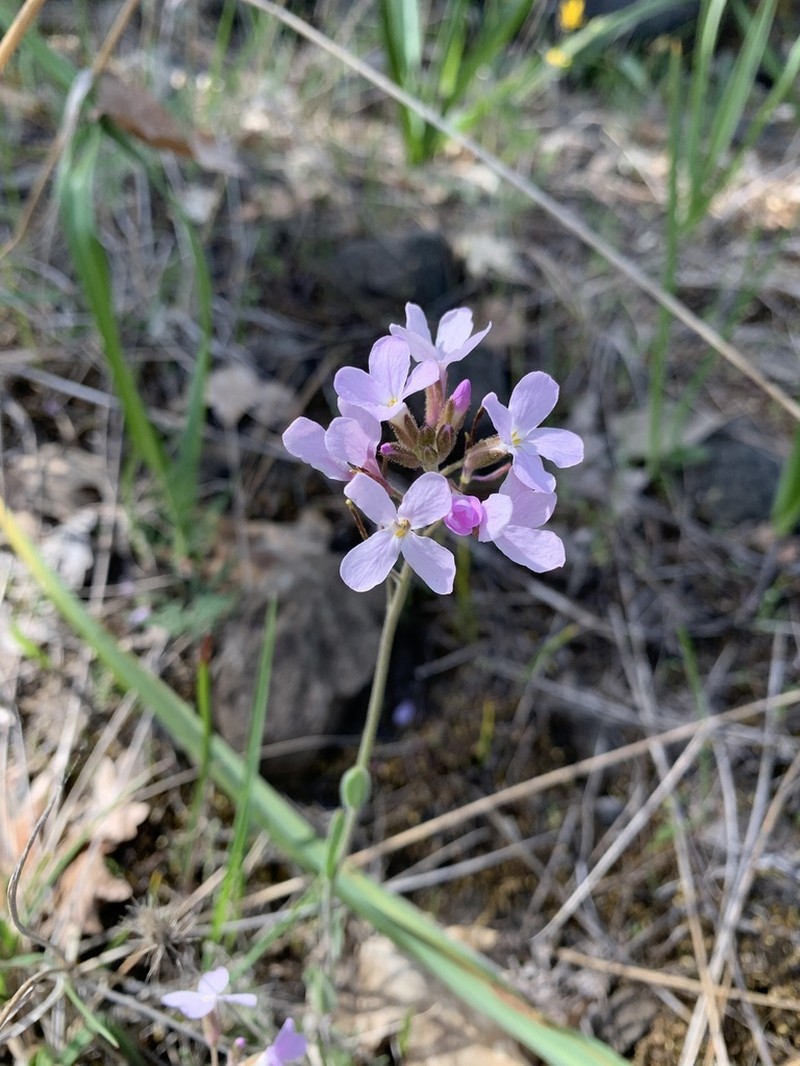 Oregon Rockcress photo 8