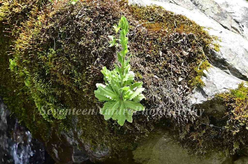 Arabis paniculata