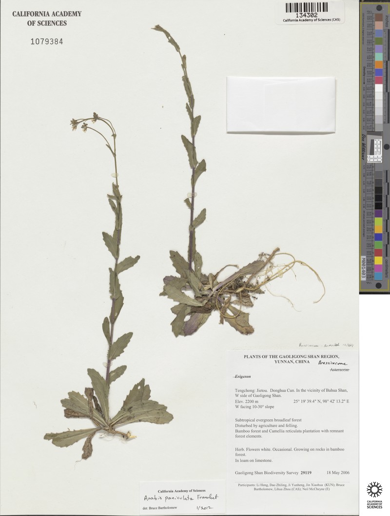 Arabis paniculata photo 2