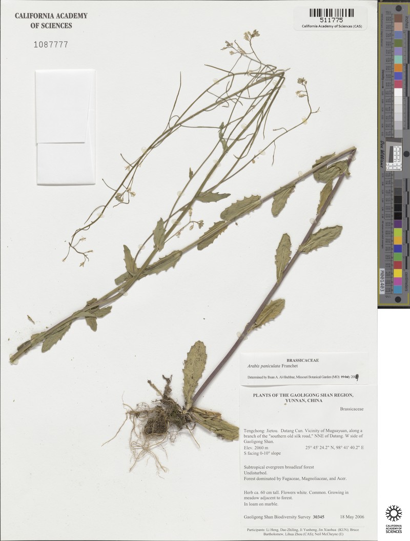 Arabis paniculata photo 3