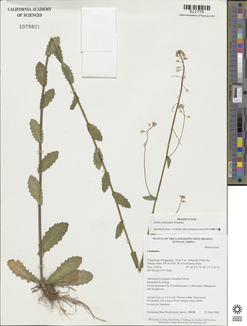 Arabis paniculata photo 4