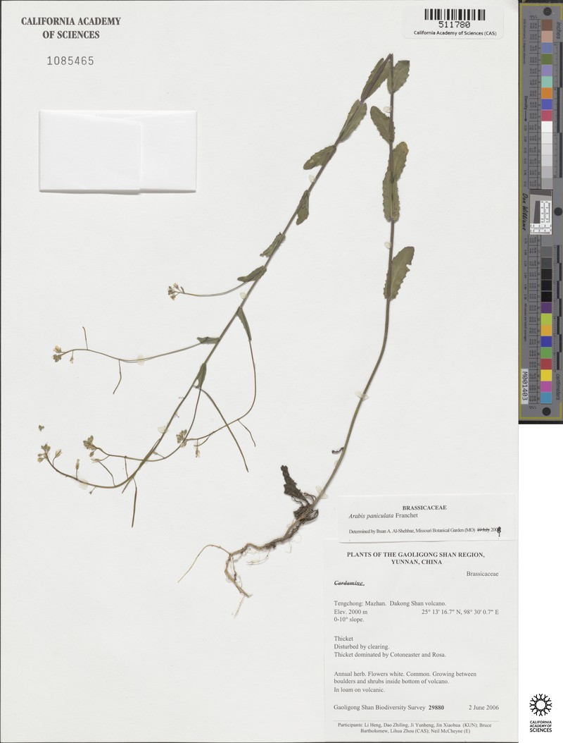 Arabis paniculata photo 5