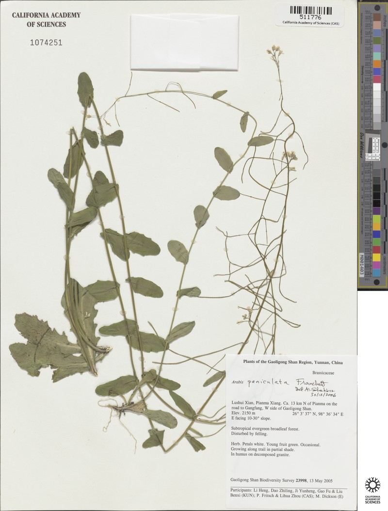 Arabis paniculata photo 6