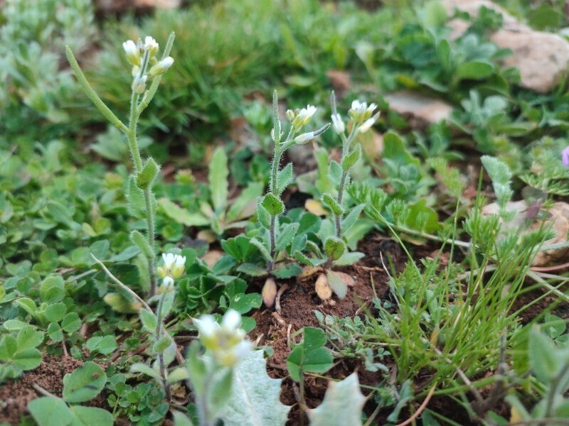 Arabis parvula photo 2