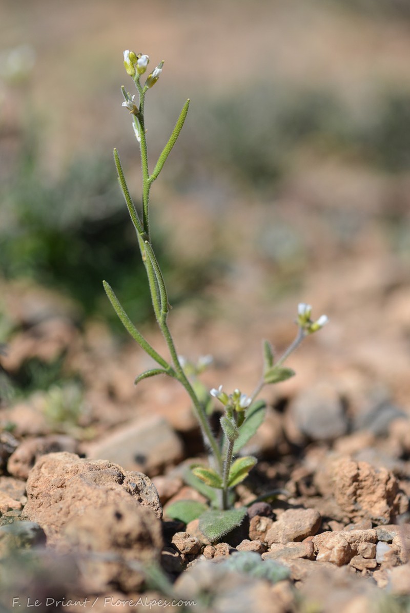 Arabis parvula photo 4