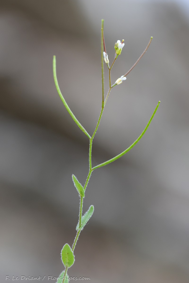 Arabis parvula photo 6
