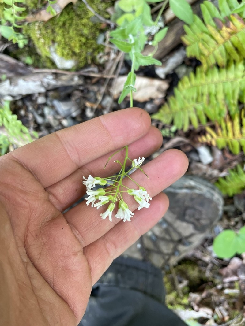 Spreading Rockcress