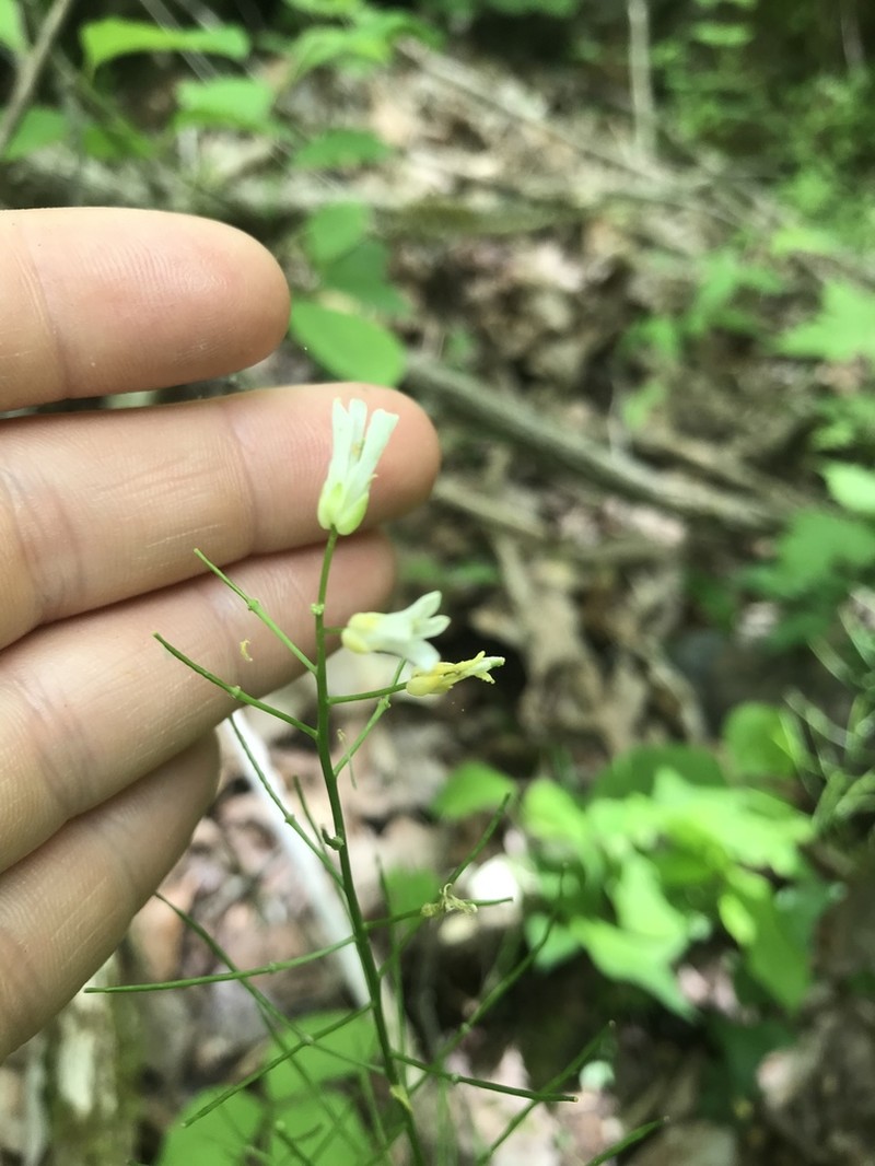 Spreading Rockcress photo 2
