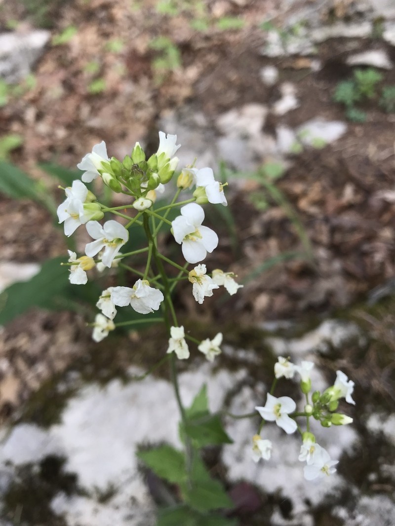 Spreading Rockcress photo 3