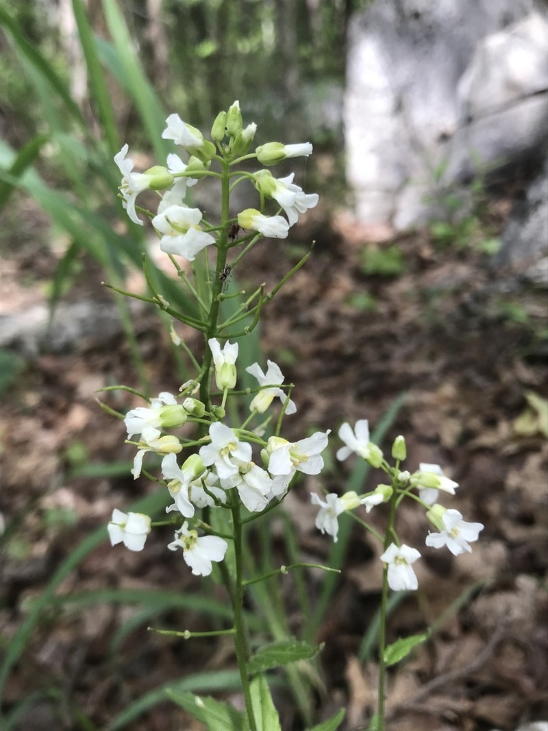 Spreading Rockcress photo 4