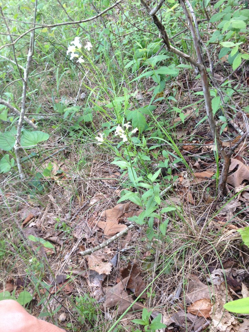 Spreading Rockcress photo 5