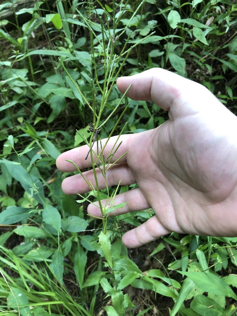 Spreading Rockcress photo 8