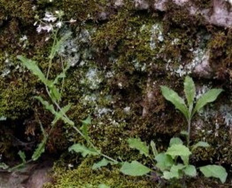 Braun's Rockcress